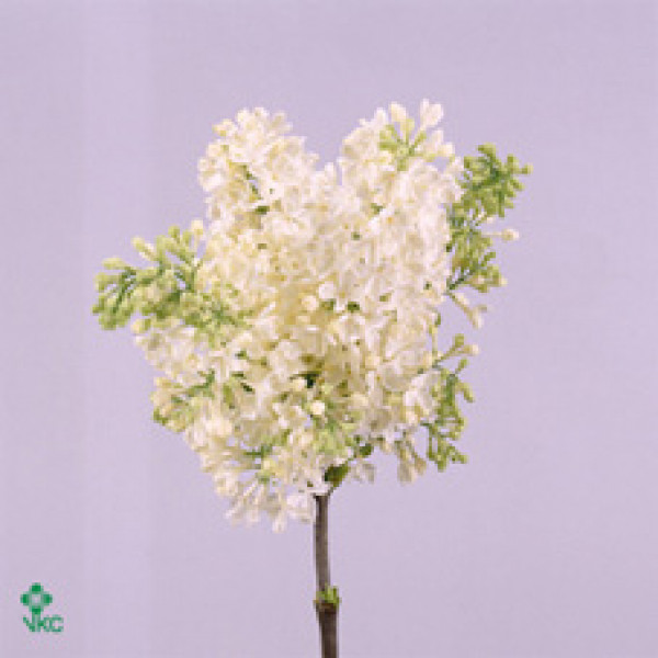 Lilac - Syringa V Primrose 4+ 60cm A1
