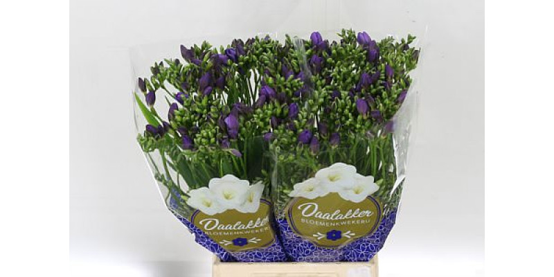 Freesias Du Dark Blue 50cm EX Col-Blue