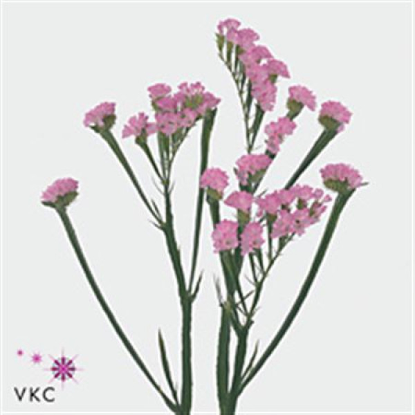 Limonium S Pretty Wings 80 A1Green