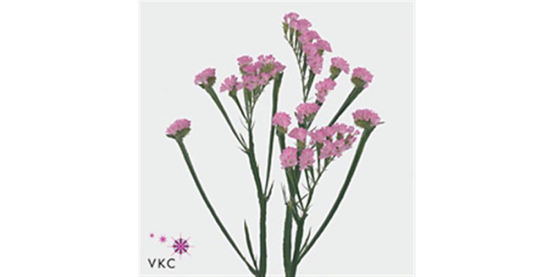 Limonium S Pretty Wings 80 A1Green