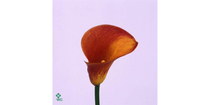 Zanthedeschias (Calla Lilly) Treasure 70cm EX Col-Red