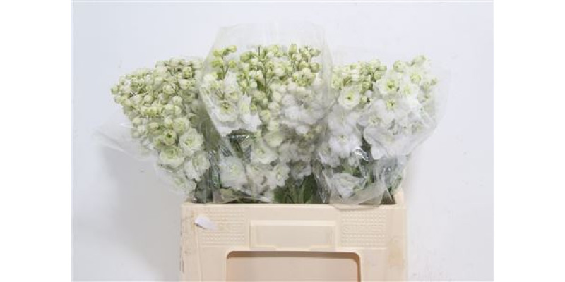 Delphinium El Centurion White 80cm  Col-White