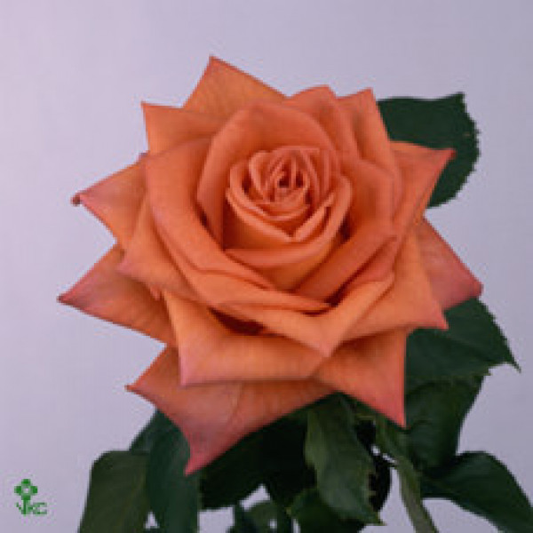 Rose Gr Naranga 60cm A1