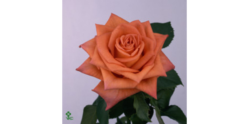 Rose Gr Naranga 60cm A1