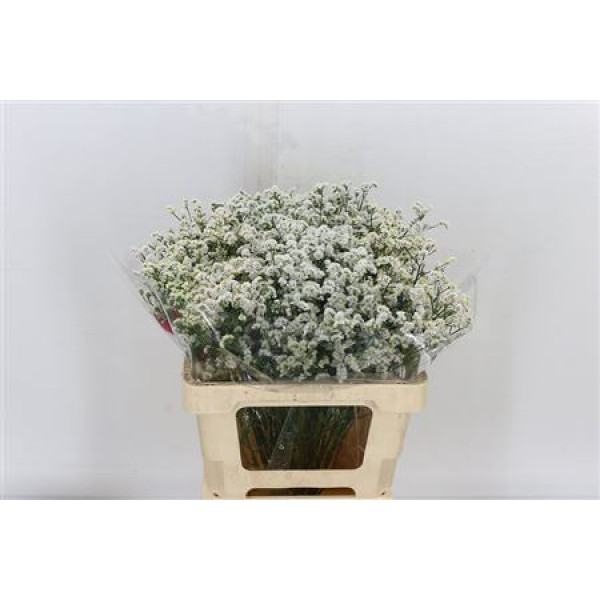 Limonium Sin White Diamon 60cm A1 Col-White