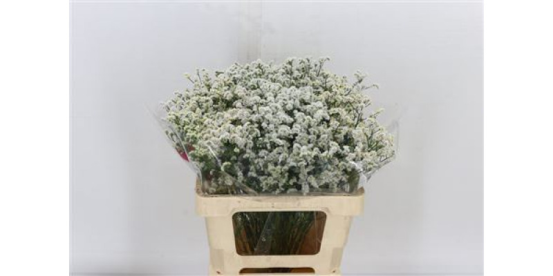 Limonium Sin White Diamon 60cm A1 Col-White