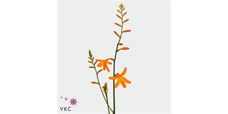 Crocos Georg Davison 65 cm A1