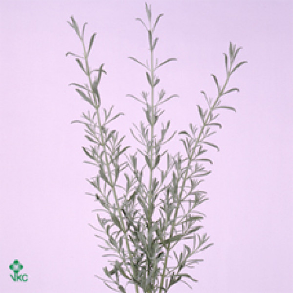 Lavander Fresh 40cm bn Col-Green