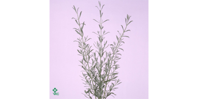 Lavander Fresh 40cm bn Col-Green