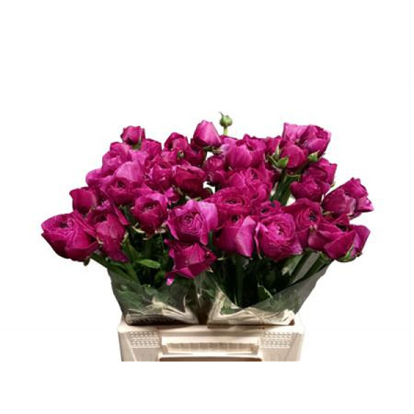 Ranunculus Kl Violette Sherry Xl 40cm  Col-Violet