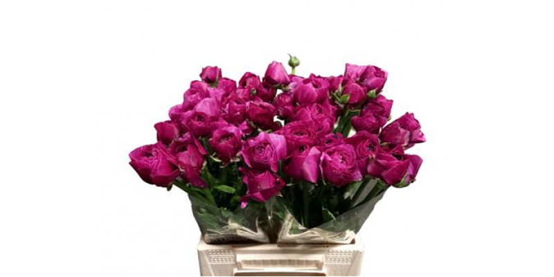 Ranunculus Kl Violette Sherry Xl 40cm  Col-Violet