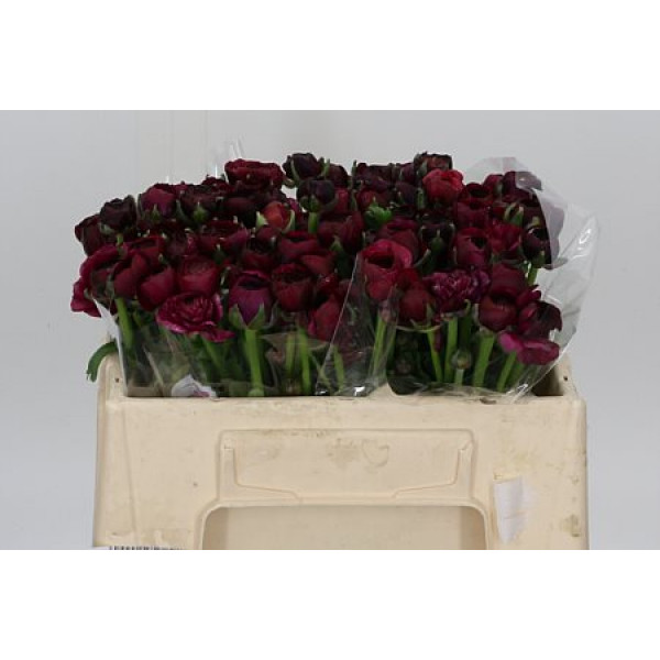 Ranunculus Purple 100cm A1 Col-Purple