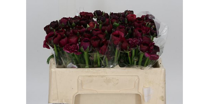 Ranunculus Purple 100cm A1 Col-Purple