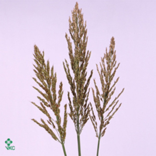 Siergr Sorghum A Panselaria 110cm A1