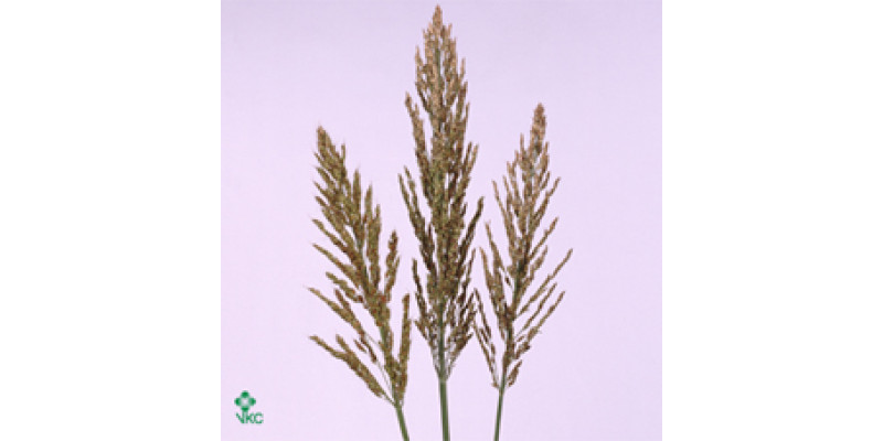 Siergr Sorghum A Panselaria 110cm A1