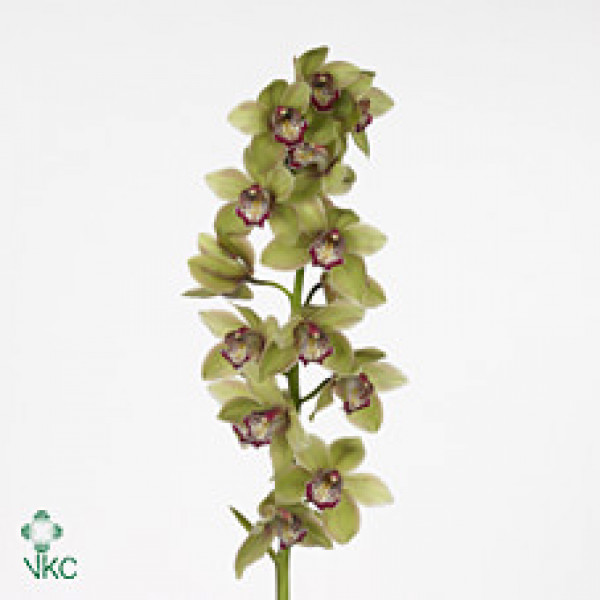 Orchid Cymb T Green X12 50cm EX