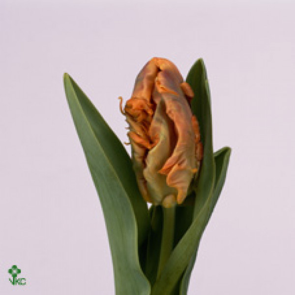 Tulips Pa Monarch Parrot 35cm A1