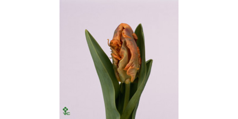 Tulips Pa Monarch Parrot 35cm A1