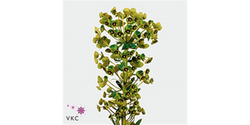 Euphorbia Ch Black Pearl 65 cm A1