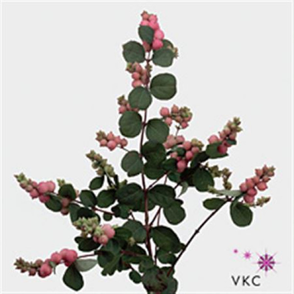 Symphoricarpos Pink 60cm  Col-Green