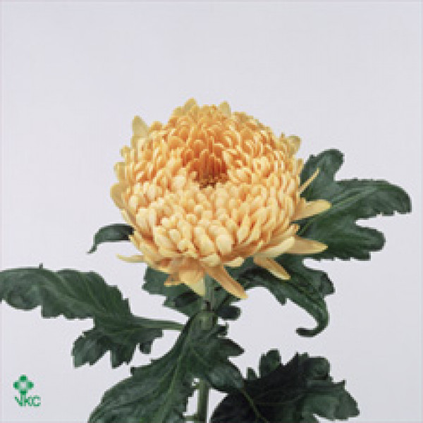 Chrysanthemums G Allouise Orang 80cm A1