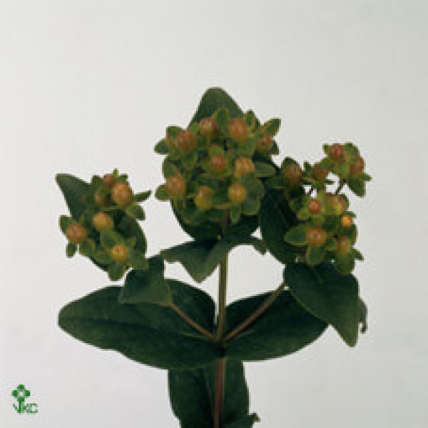 Hypericum Green Power 40cm A1