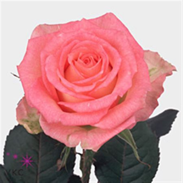 Rose Gr Duett Ex 70cm A1