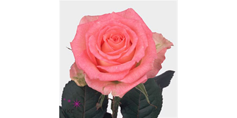 Rose Gr Duett Ex 70cm A1