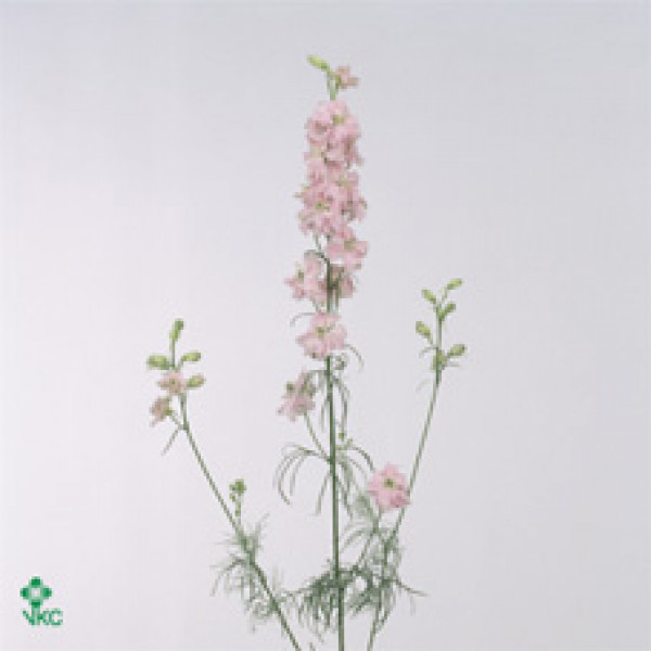 Delphinium Larkspur Pink 60cm  Col-Green