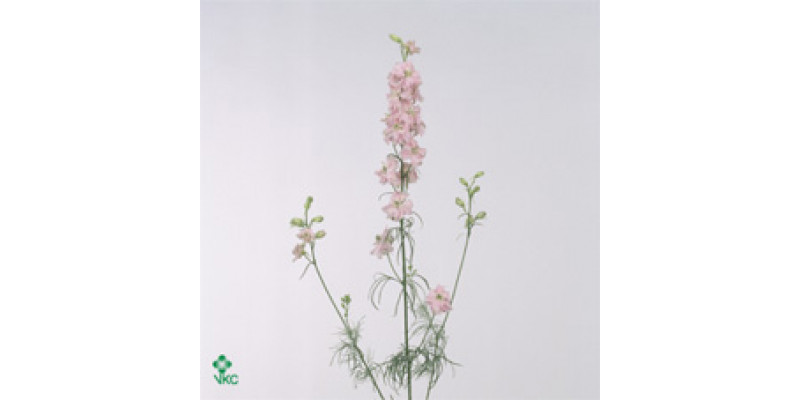 Delphinium Larkspur Pink 60cm  Col-Green