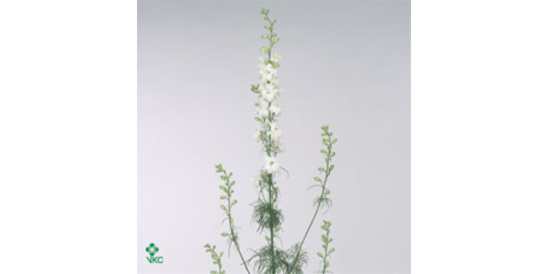 Delphinium Larkspur White 60cm 