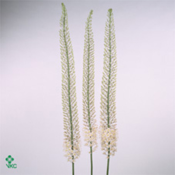 Eremurus Sh P Star 110 cm A1