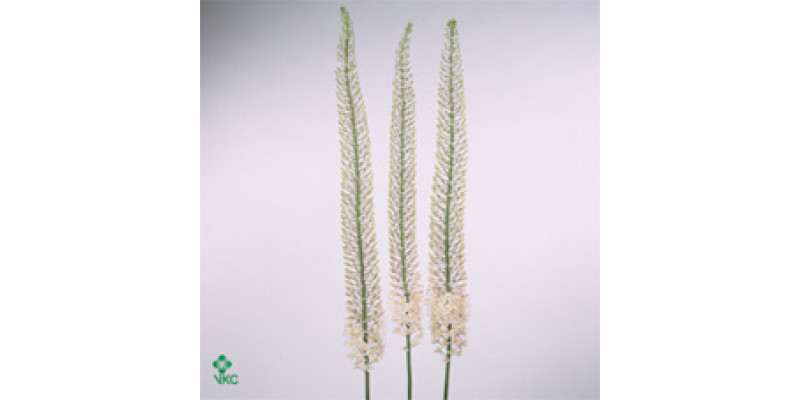 Eremurus Sh P Star 110 cm A1