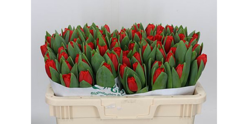Tulips En Escape 36cm A1 Col-Red