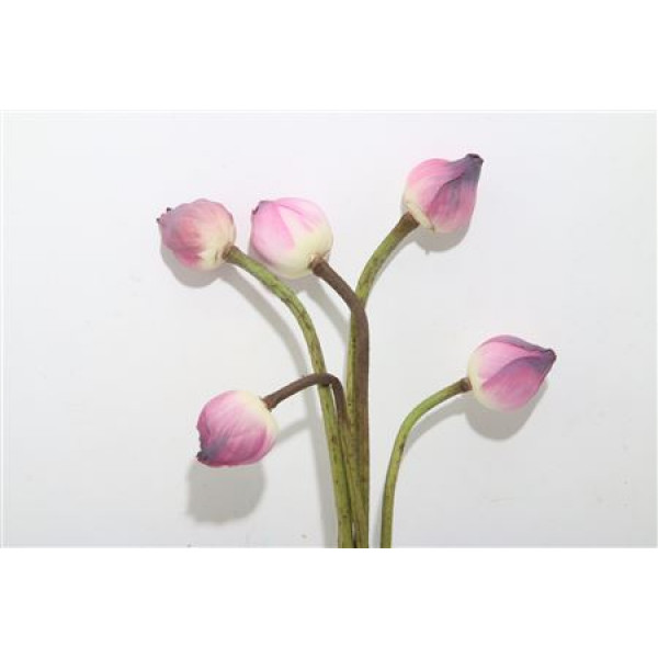 Lotus - Nelumbo Nucifera 60 A1Pink