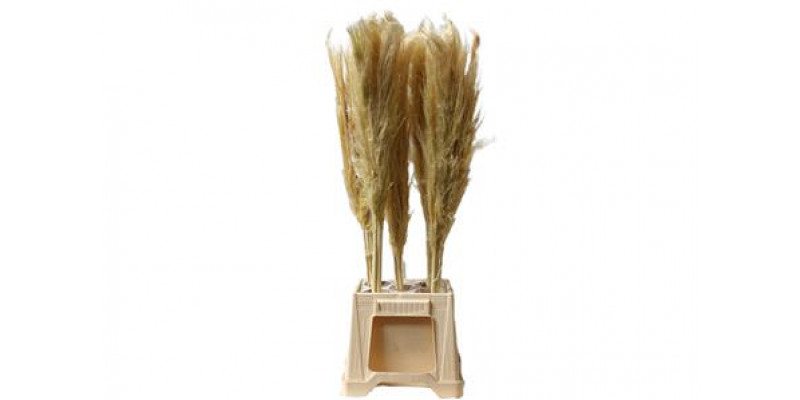 Cortaderia Fresh Dutch 130cm A1