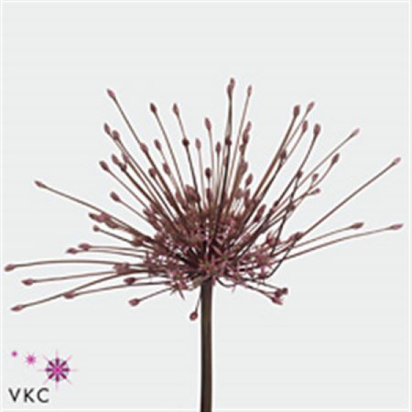 Allium Schubertii 60cm A1 Col-Purple