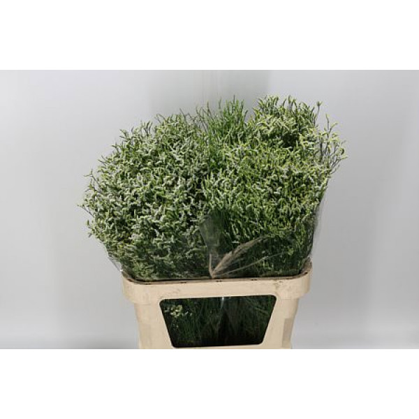 Limonium Sin China White 70 White