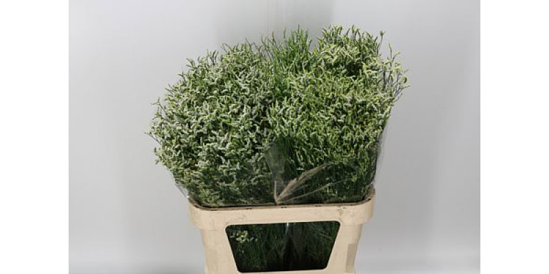 Limonium Sin China White 70cm A1 Col-White