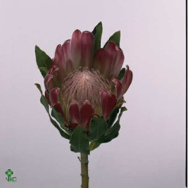 Protea Brenda 60cm  Col-Red