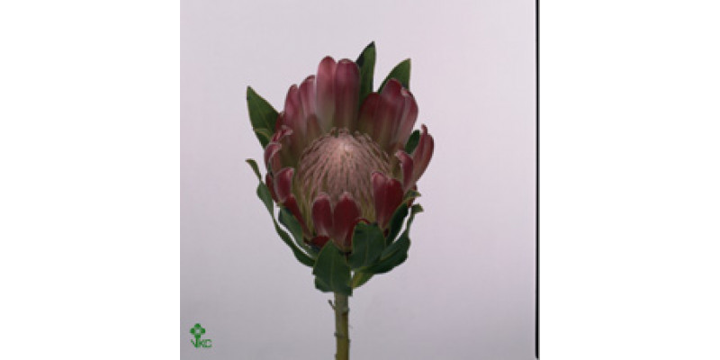 Protea Brenda 60cm  Col-Red