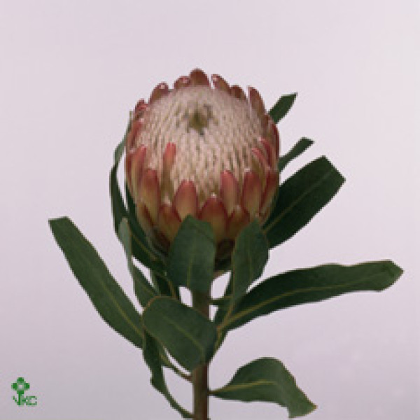 Protea Susara 70 cm A1