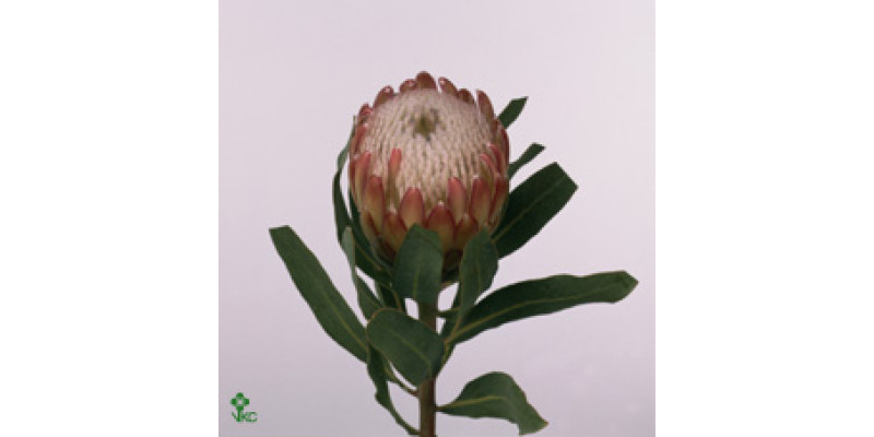 Protea Susara 70 cm A1