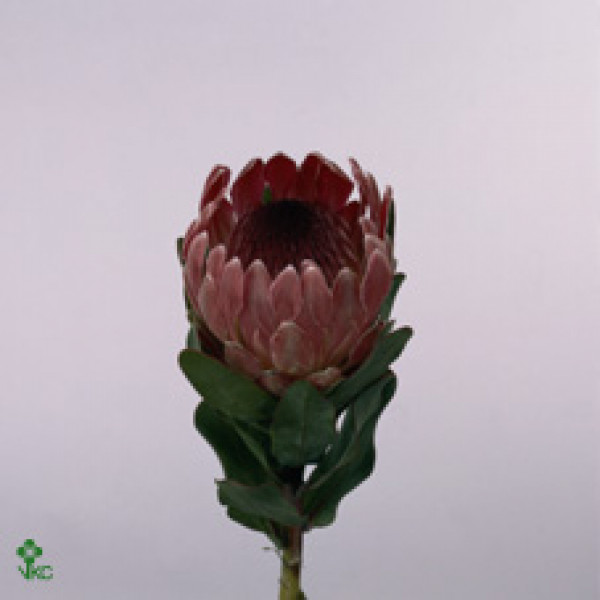 Protea Cardinal 50cm A1