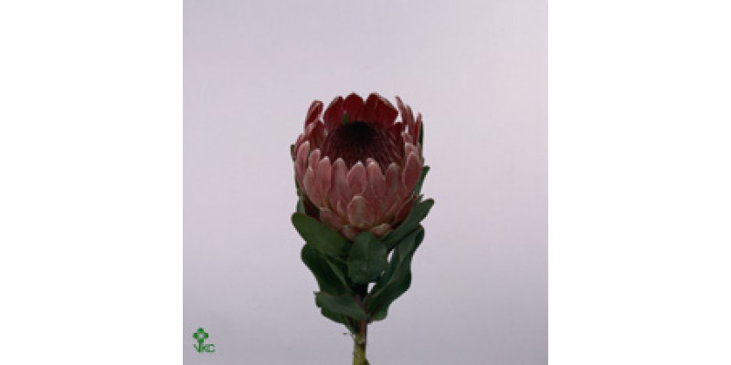 Protea Cardinal 50cm A1