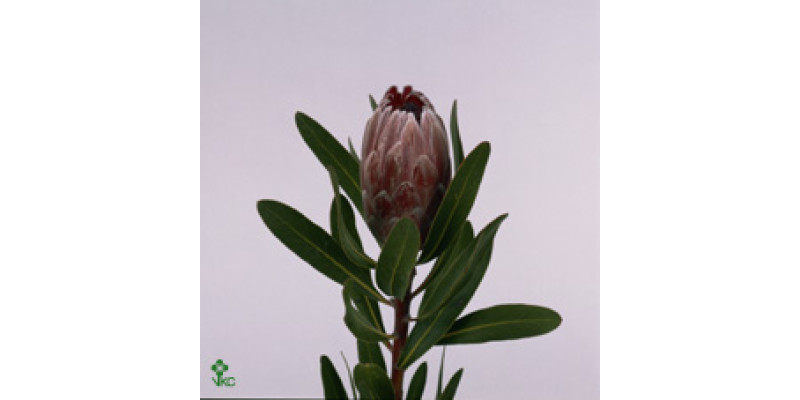 Protea Pink Ice 45 cm A1