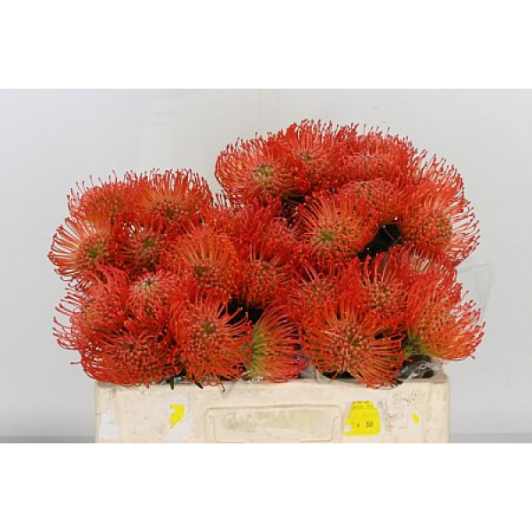 Leucospermum Succession 35 A1Orange