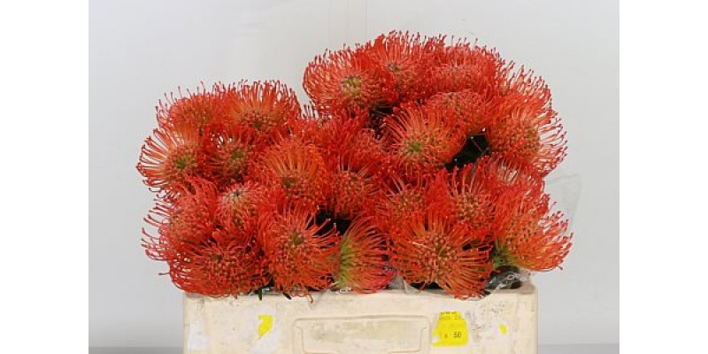 Leucospermum Succession 60cm  Col-Orange