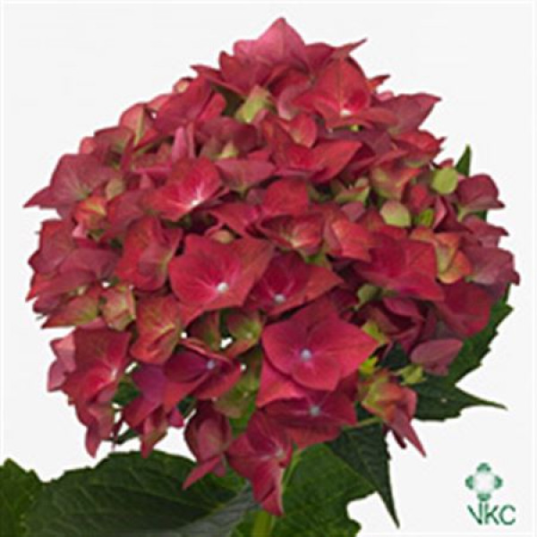 Hydrangea M Green Shadow 80cm A1