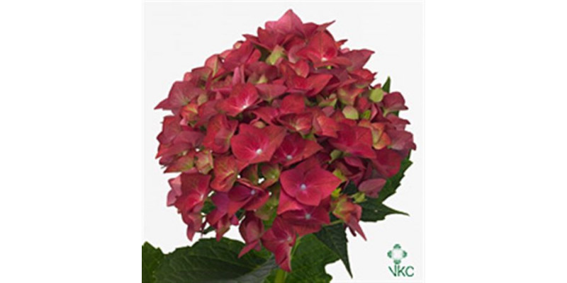 Hydrangea M Green Shadow 80cm A1